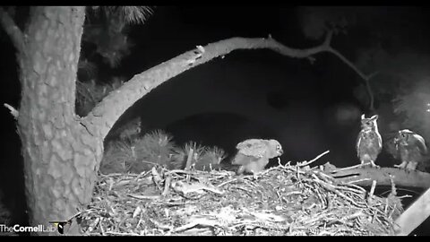 Dad Arrives At The Nest With Dinner 🦉 4/1/22 22:20