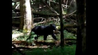 Smoky Mountain Black Bear