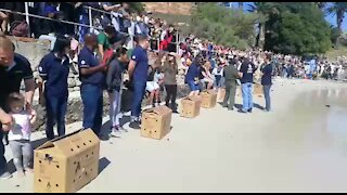 SOUTH AFRICA - Cape Town - Annual Penguin festival in Simons Town (VIDEO) (Nbn)