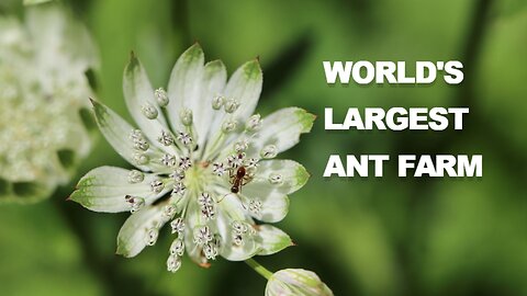 World's Largest Ant Farm I Massive Colony Exploration