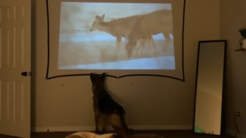 My dog making sure the deer on the projector aren’t in the house 😂