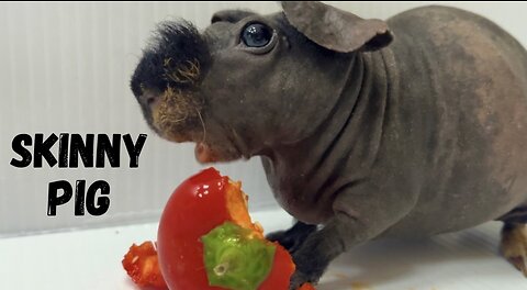 Skinny Pig ￼Compilation