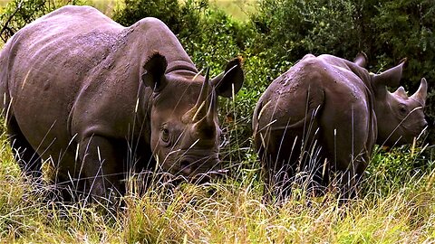 Protective rhinoceros mother keeps a close eye on her precious calf