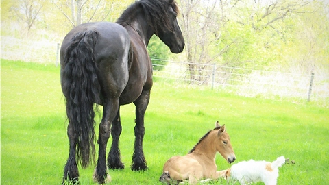 New born Buckskin foal learning to walk