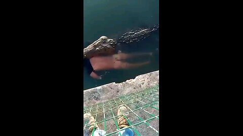 Crocodile or alligator?