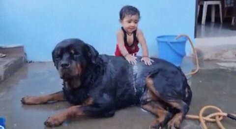 aaru help jerry to take bath|| newborn baby playing with dog|| funny dog video,
