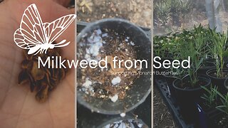Growing Milkweed from Seed