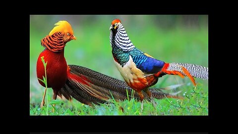 Beautiful Golden Pheasants and Wading Birds