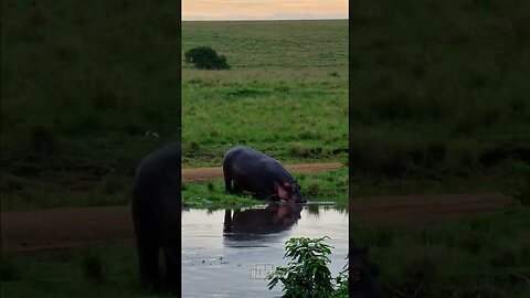 Hippo Goes Home #Wildlife | #ShortsAfrica