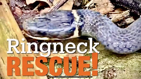Ringneck Rescue