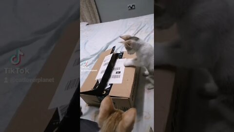 Two Months Old Kittens Playing and fighting wit Box