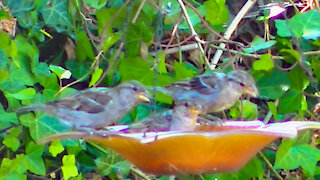 IECV NV #446 - 👀House Sparrows Eating Seeds And Drinking At The Bird Bath 🐤7-28-2017