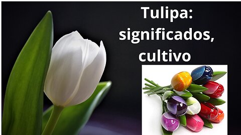 Tulipa: significados, cultivo