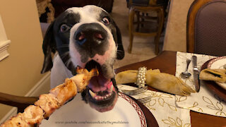 Polite Great Dane Samples Chicken Souvlaki Shish Kabob From A Stick