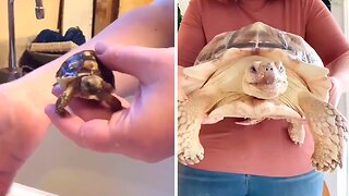 Woman shows turtle's massive growth over 4 year span