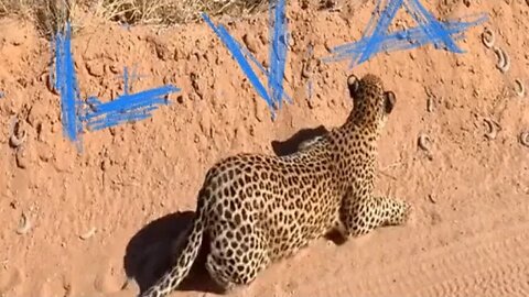 Insane Leopard vs Antelope Hunt Attack Caught On Camera #shorts #animals #Leopard #antelopes