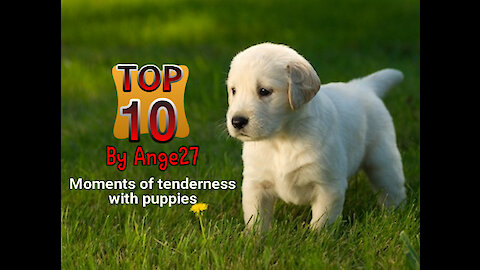 Top 10 - Moments of tenderness with puppies