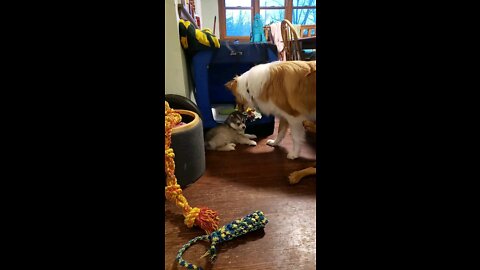 Baby Husky Puppy tries to play tough with Collie cousin