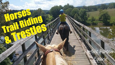 Trail Riding Horses in Mountains of VA Feeding Buffalo!