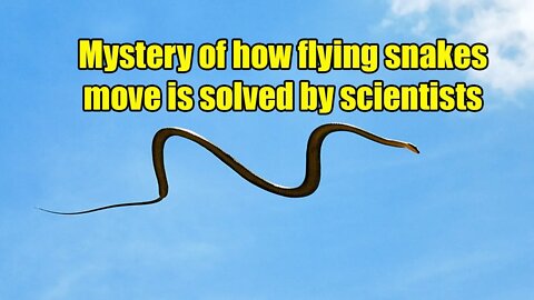 Mystery of how flying snakes move is solved by scientists