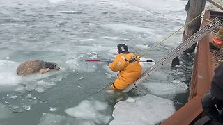Police Rescue Dog From Freezing Cold River