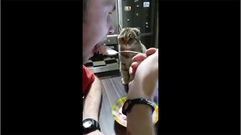 Always hungry cat stalks owner during his meal