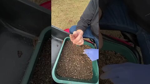 Harvesting red wigglers castings #gardeningwithbarchuckin #vermicomposting #shorts