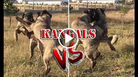Phanter Kangal Shepherd Dogs Vs