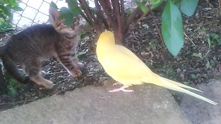 Curious Parrot Desperately Attempts To Befriend Cautious Kitten