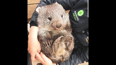 Cute wombat from Australia