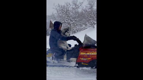Pregnant Husky Rides Snowmobile