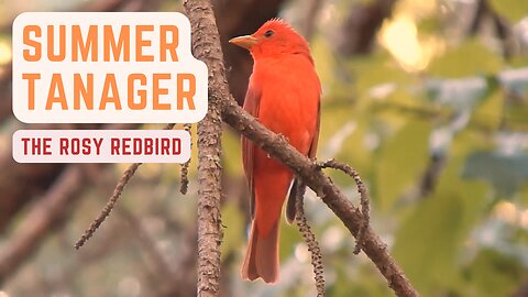 Beautiful Summer Tanager Songs - The Rosy Redbird - BirdSongUniverse