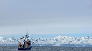 Life As A Commercial Fishermen, The Scenery is Incredible. Killer Whales, Sperm Whales, Bear ETC