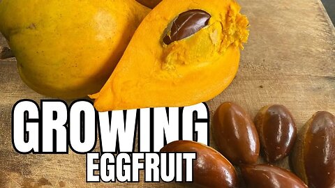 How to Grow Eggfruit From Seed to Tree