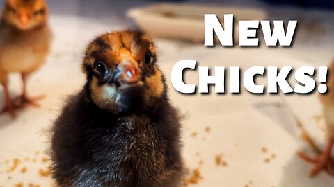 Our New Chicks are Here!
