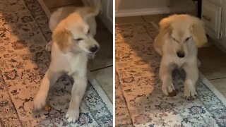 Puppy Adorably Excited By Potato Wedge