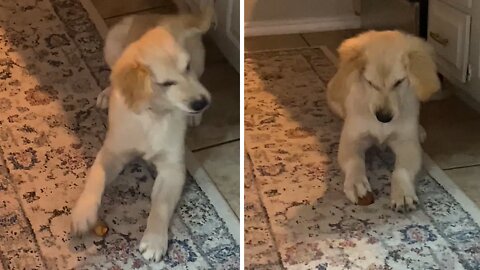 Puppy Adorably Excited By Potato Wedge