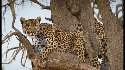 Who says leopards can't climb trees Watch this amazing video