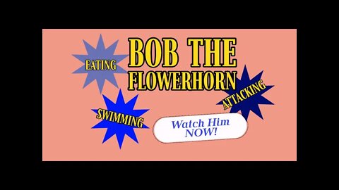 8 Hours of Bob The Flowerhorn Fish: Eating, Attacking, Swimming & MORE Jan 29, 2021