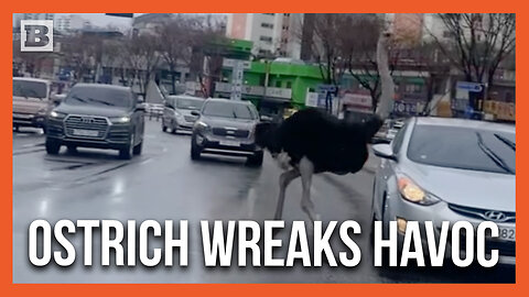 Tadori the Ostrich Runs Through the Streets After Escaping Zoo