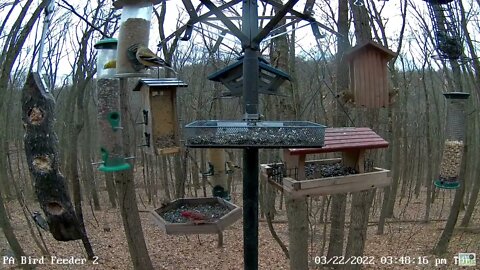 Purple Finch in tray, first visit of the season!