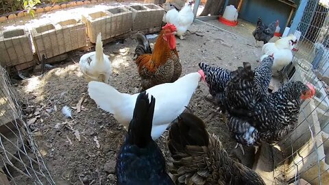 Backyard Chickens Dust Bath Dirt Bath Sounds Noises Hens Clucking Roosters Crowing!