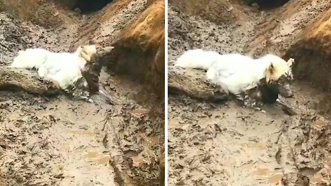 Different and very peculiar dog manages to camouflage itself among the rocks