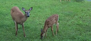 Twin fawns, mother and sister