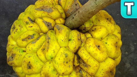 Giant Yellow Mulberry | Fruits You've Never Heard Of (Myrianthus arboreus)
