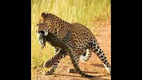 Leopard vs lizard fight: This Was Unexpected!!