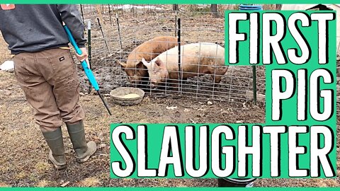 Slaughtering Pigs for the First Time on the Homestead ||YouTube doesn't want us to show this||