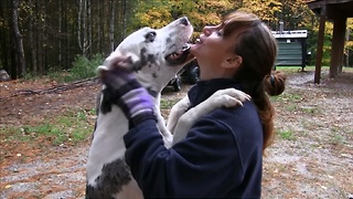 Great Dane Hugs & Kisses