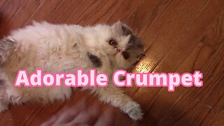 Adorable Crumpet Cat 😻
