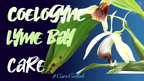 Coelogyne Lyme Bay CARE | Leca Self Watering Set Up | Watering Fertilizing Light Pests #carecollab